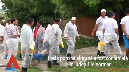 Pesta porcină, confirmată în județul TELEORMAN, unde fiul lui DRAGNEA are o fermă de PORCI