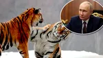 Putin dăruiește patru tigri de Amur Kazahstanului înaintea vizitei sale. Când ajunge președintele rus la Astana și ce evenimente are pe agendă
