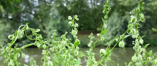 Planta devenită coşmarul celor care vor să vândă o casă. Scade valoarea proprietăţii