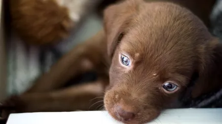 #cugandullaanimale. Peste 650 de câini fără stăpân au fost adoptați în Constanța datorită unei campanii a primăriei