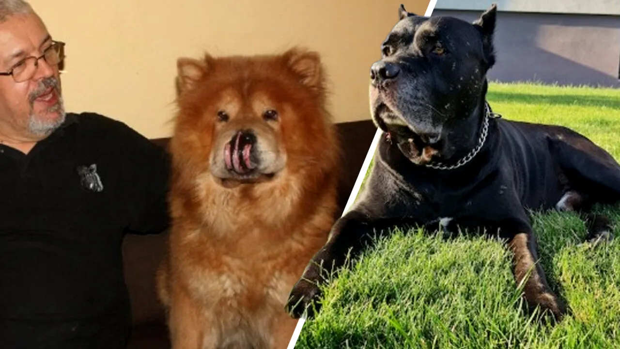 Încăierarea dintre doi câini s-a lăsat cu un proces monstru la Oradea. Cine a fost capul răutăților