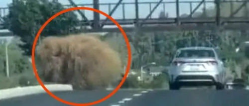 VIDEO | Apariție neobișnuită pe autostradă. Șoferii nu doresc să aibă de a face cu ele