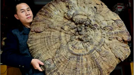 Această ciupercă uriașă valorează aproape 900 de dolari. Cum i se justifică prețul. GALERIE FOTO