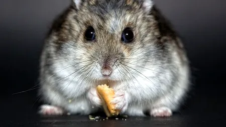 O ieșeancă a sunat la DSP ca să ceară certificat verde pentru hamsterul său. Ce răspuns a primit