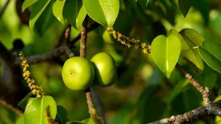 ''Copacul morții'', una dintre cele mai toxice plante din lume. Ce provoacă fructele sale