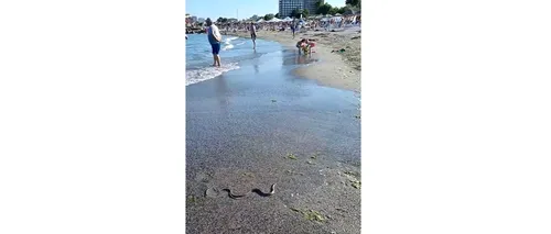 VIDEO | Un șarpe a ajuns pe o plajă din Saturn, la câțiva metri de șezlonguri. „Grijă mare la copii!”. Ce recomandă specialiștii