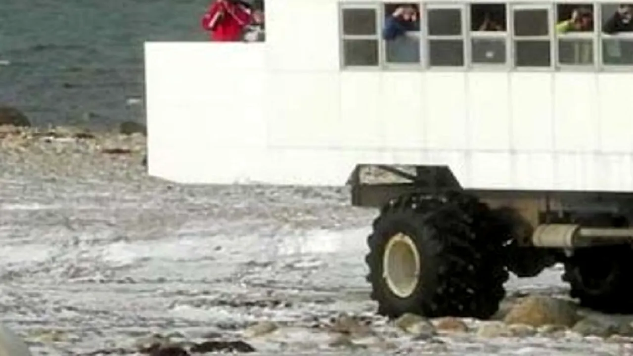 În fiecare an, în luna octombrie, locuitorii orașului Churchill din Canada au parte de 900 de vizitatori PERICULOȘI. Imagini de la ultima „invazie