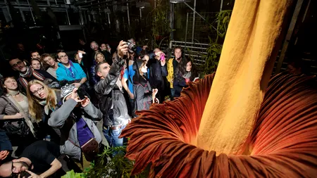 Cea mai mare floare din lume a înflorit la o grădină botanică din Brazilia