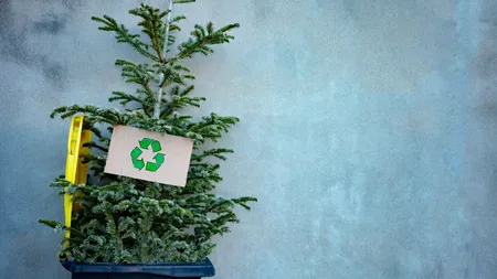BRAZII de Crăciun, transformați în compost pentru parcurile din Sectorul 5. Colectare gratuită între 4 și 16 ianuarie 2025 (P)