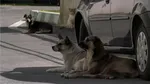 Tată și fiică, ATACAȚI de o haită de câini într-o pădure din județul Cluj. Gestul făcut de bărbat, pentru a-și proteja copilul