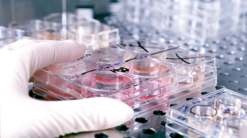 Premieră mondială: țesut renal creat din celule sușă