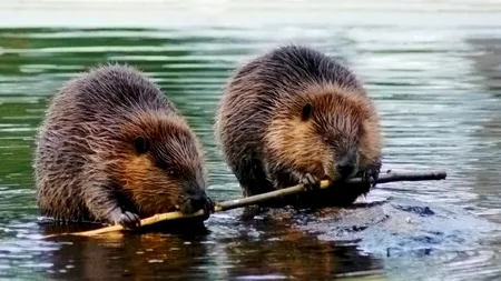 Castorii. Creaturi non grata sau „INGINERI” necesari pentru o stare mai bună a naturii?