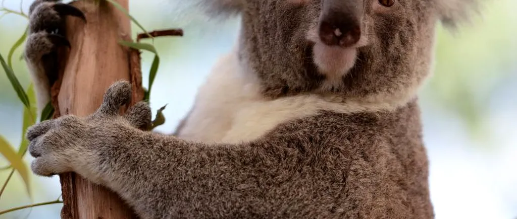 STUDIU. Motivul pentru care koala ar putea să dispară din pădurile australiene