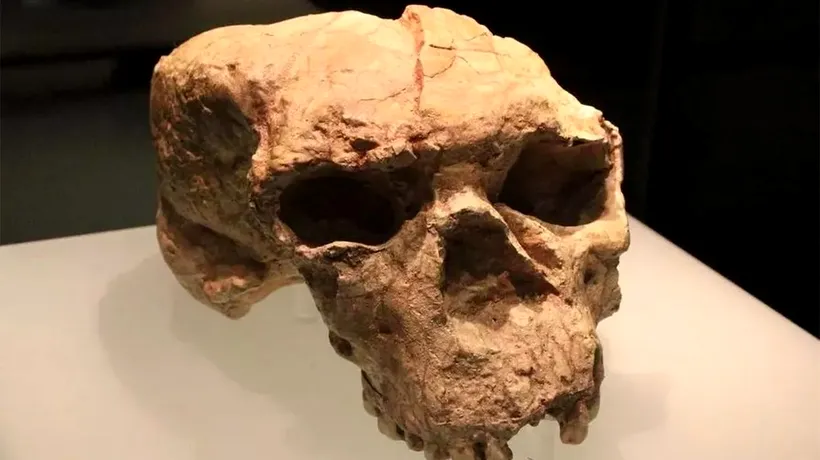Descoperire UNICĂ în istoria omenirii. Cui aparține, de fapt, acest craniu din urmă cu 1.000.000 de ani