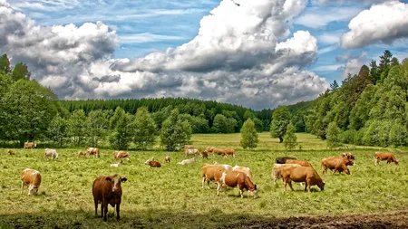 Transhumanță cu probleme. Trei persoane plecate cu vacile în Munții Semenic s-au rătăcit și sunt căutate de autorități