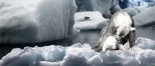 Schimbările climatice, un adevărat pericol! Urșii polari ar putea dispărea până în anul 2100