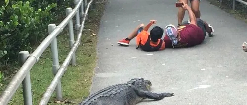 Gest inconștient făcut de doi turiști din FLORIDA! S-au întins în fața unui aligator pentru un selfie