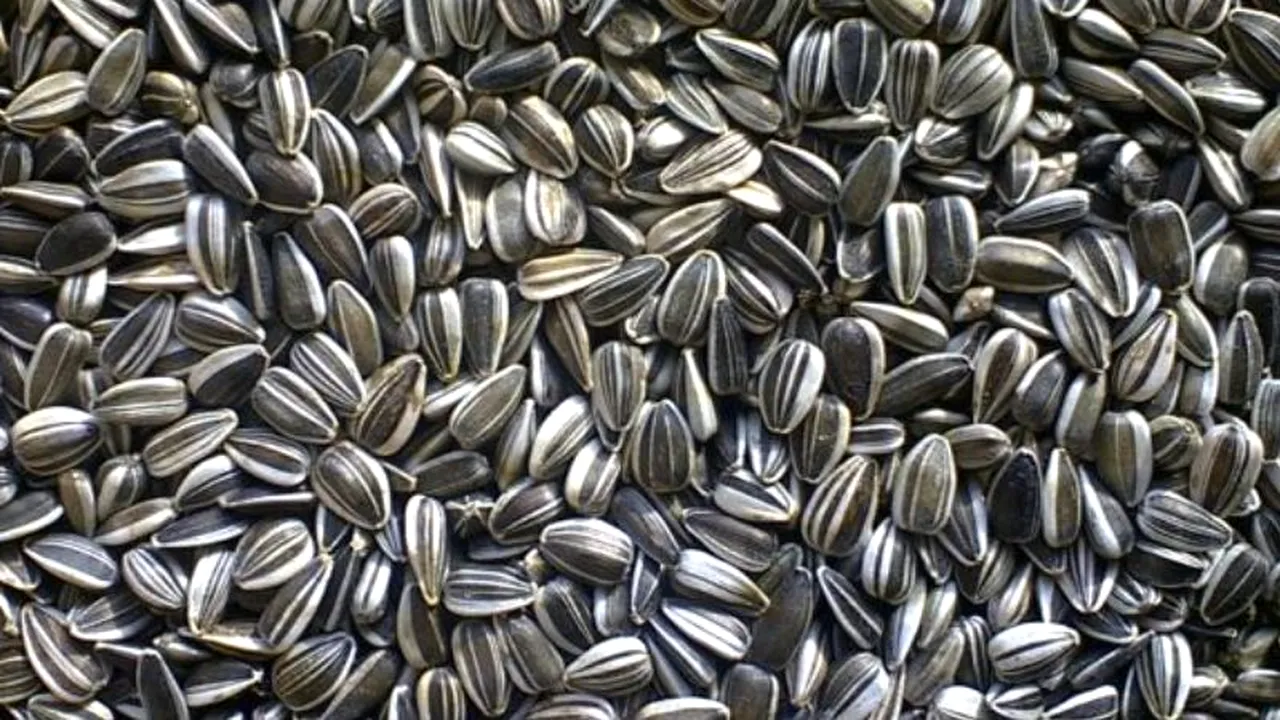 De ce este bine să mănânci semințe de floarea soarelui