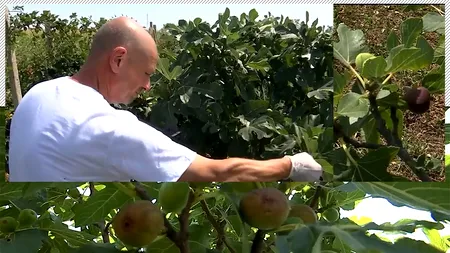 VIDEO. Afacerea cu care un bărbat din Buzău a dat lovitura. Cultivă fructe pe care le vinde cu 25 de lei kilogramul. „Producția e dublă”