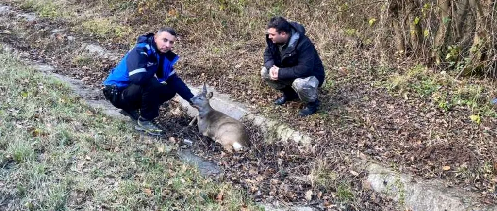 Un jandarm a salvat o căprioară rănită, aflată pe marginea unui drum național