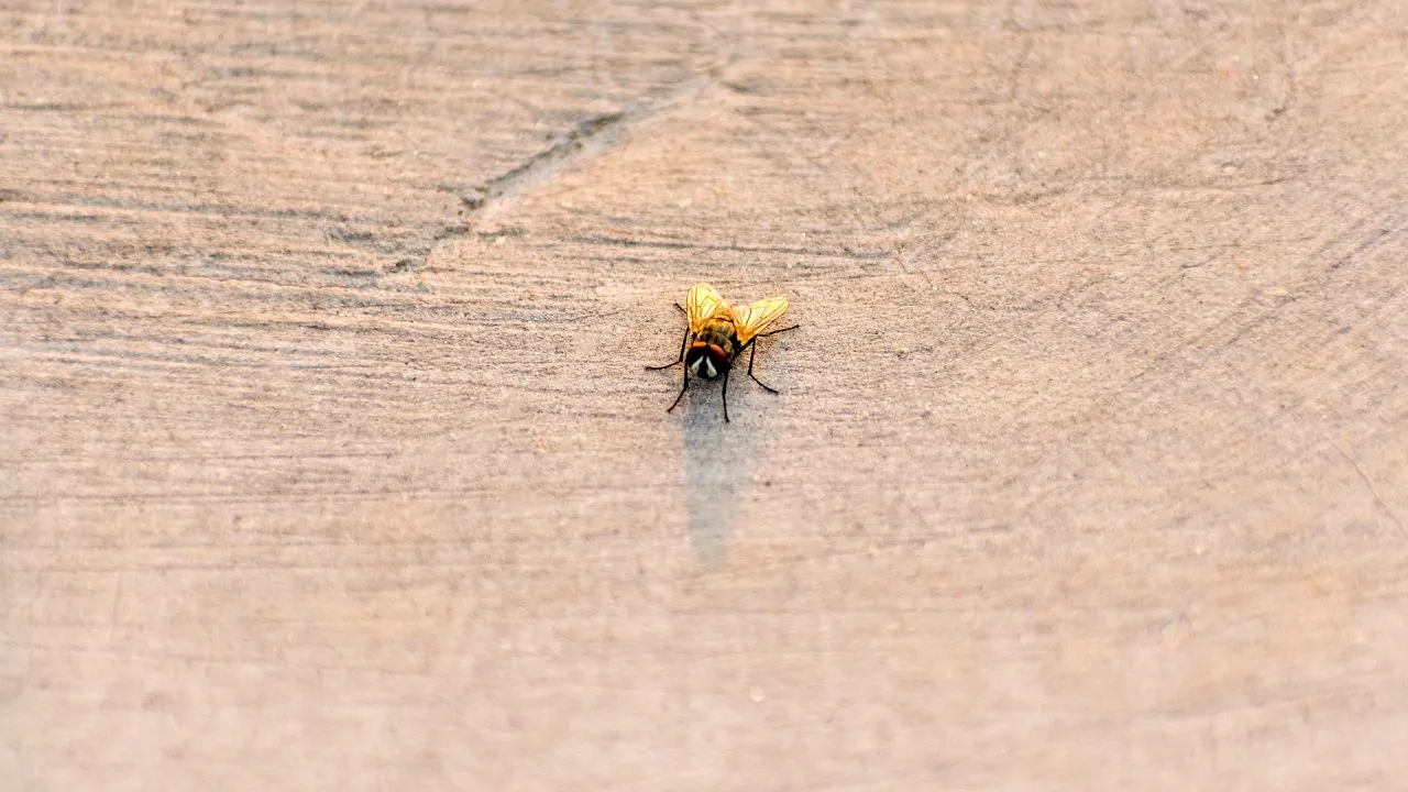 Focar de holeră în Nigeria: peste 2.000 de persoane au murit