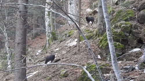 Imagini cu un grup de capre negre în Munții Țarcu. Se aude șuieratul, sunet de alarmare specific - VIDEO