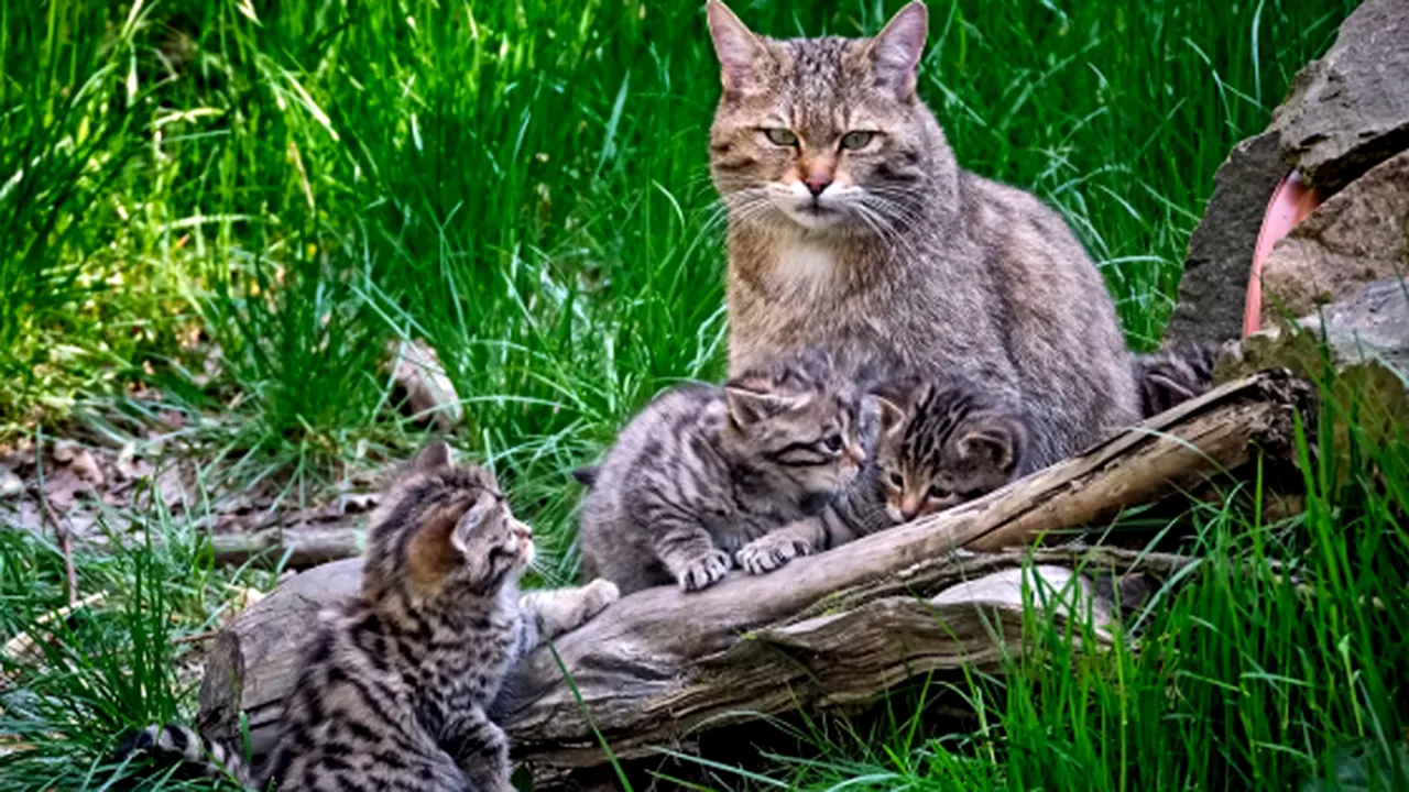Fantoma din pădure prosperă din nou în Europa. Câte pisici sălbatice bântuie România