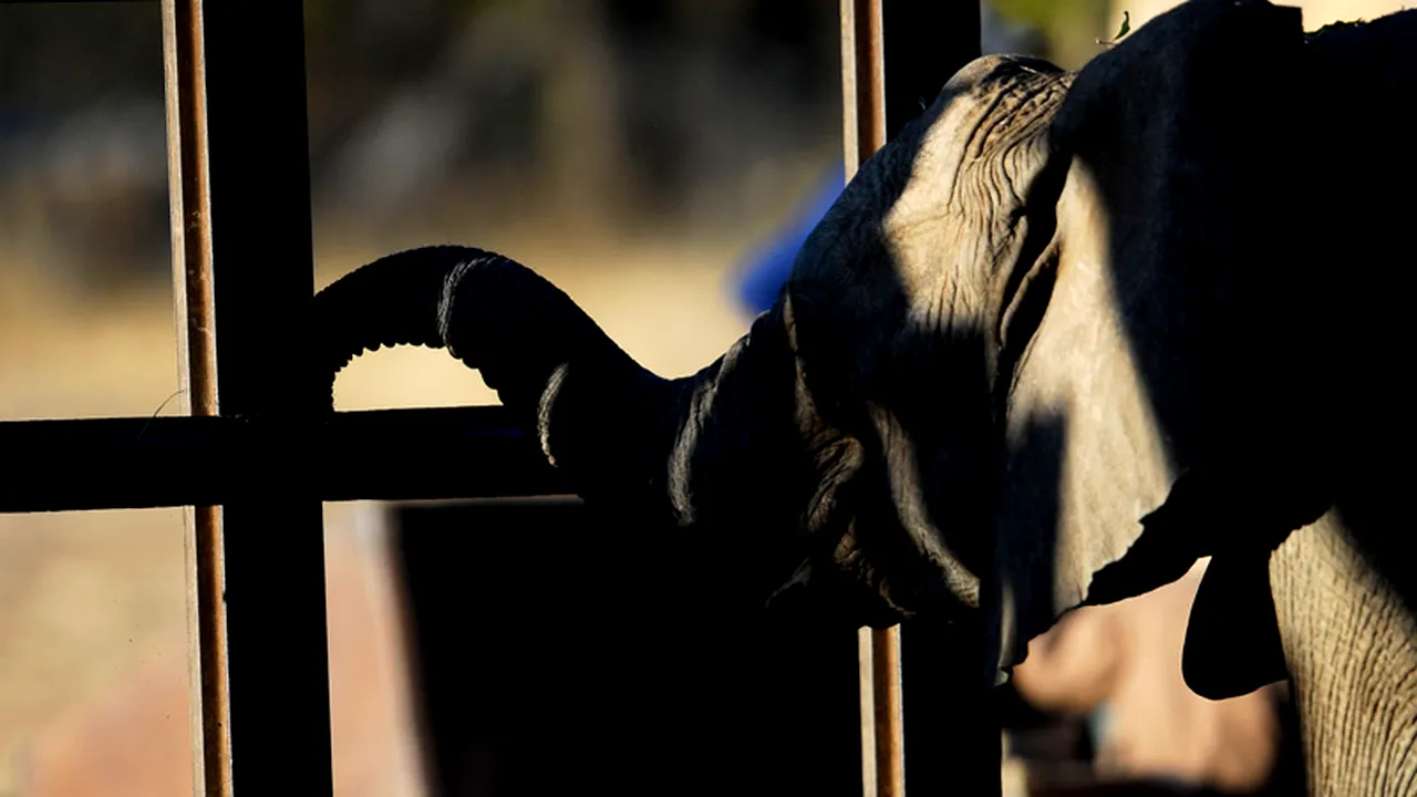 Comisia Europeană, îngrijorată de grădinile zoo românești, ia la întrebări Guvernul