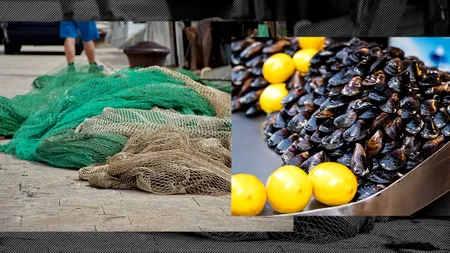 Hoții de MIDII în atenția Ministerului AGRICULTURII/ANPA nu are competențe pentru anchetarea BRACONAJULUI, dar colaborează cu AUTORITĂȚILE