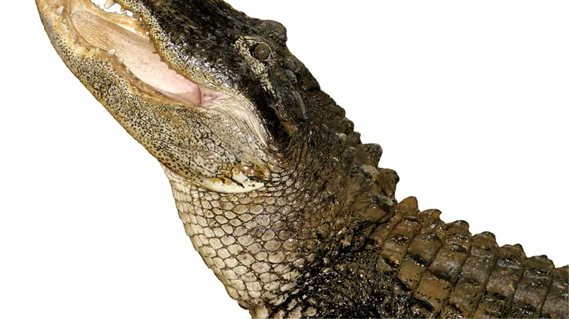Un crocodil refuză să mănânce după ce a înghițit un telefon mobil, care a sunat un timp în burta lui