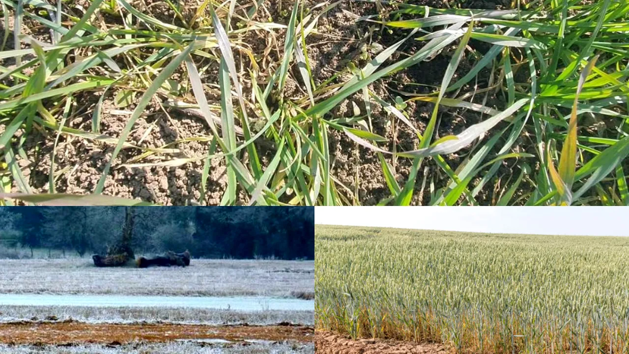 ANM dă vestea: „Se va putea produce fenomenul de Â«descălțareÂ» a plantelor de orz și grâu de toamnă