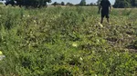 Zeci de tone de pepeni, abandonate pe câmp din cauza prețului mic. Fermierii au ieșit pe pagubă