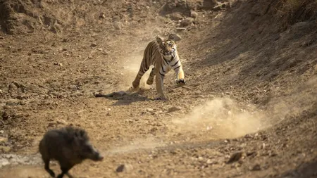 Caz INCREDIBIL în India: Un tigru și un mistreț au fost salvați dintr-o fântână