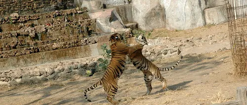 Descoperire macabră în Templul Tigrilor din Thailanda. Ce era în congelatorul din clădire