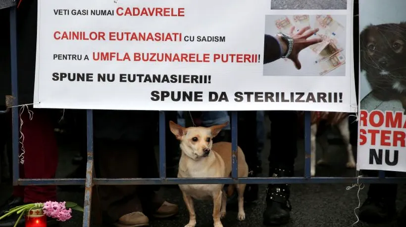 Protest în Parcul Izvor: 100 de persoane au cerut oprirea eutanasierii câinilor maidanezi
