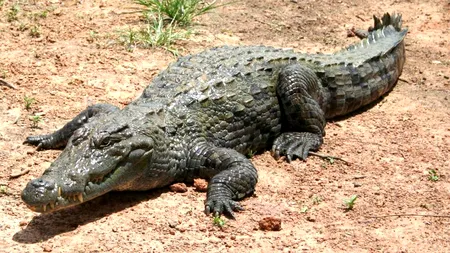 Clipe tensionante pe o plajă din Costa Rica. Mai mulți tineri au reușit să captureze un crocodil, folosind un prosop - VIDEO