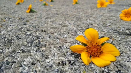 Revoluția parfumurilor de pe șantier. O companie de construcții din Polonia creează asfalt cu miros de flori