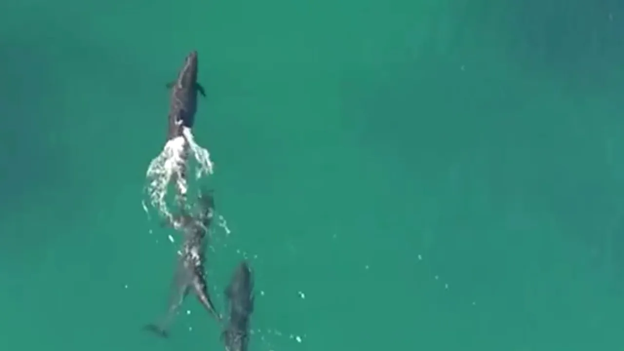 Moment incredibil surprins de o dronă: mai multe balene urmăresc un rechin