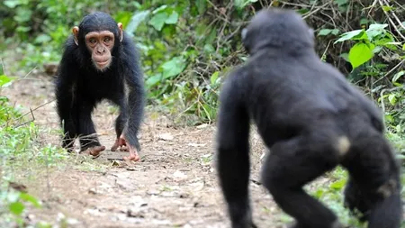 Un virus similar HIV, descoperit în carnea de maimuță