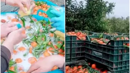 Alertă! Mandarine spălate cu “șampon de vase”. Un grup de români anunță: “Ne dă 7 euro la oră. Ia uitați, frații mei, ce cumpărăm noi din piață!”