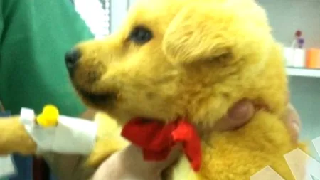 Un maidanez a fost vândut ca labrador. Cum au aflat proprietarii adevărul 