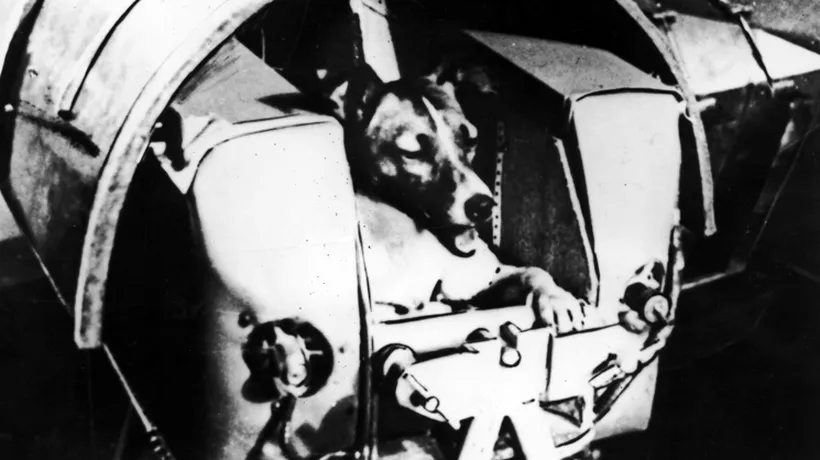 Un costum spațial pentru câini creat de sovietici în anii 1950 va fi scos la licitație