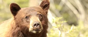 COVASNA: Încă un urs lovit mortal de o mașină. Este al șaselea de la începutul acestui an