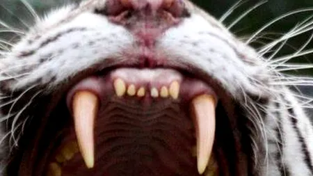 Business Insider: Tigrul alb este un monstru al geneticii, trebuie să dispară