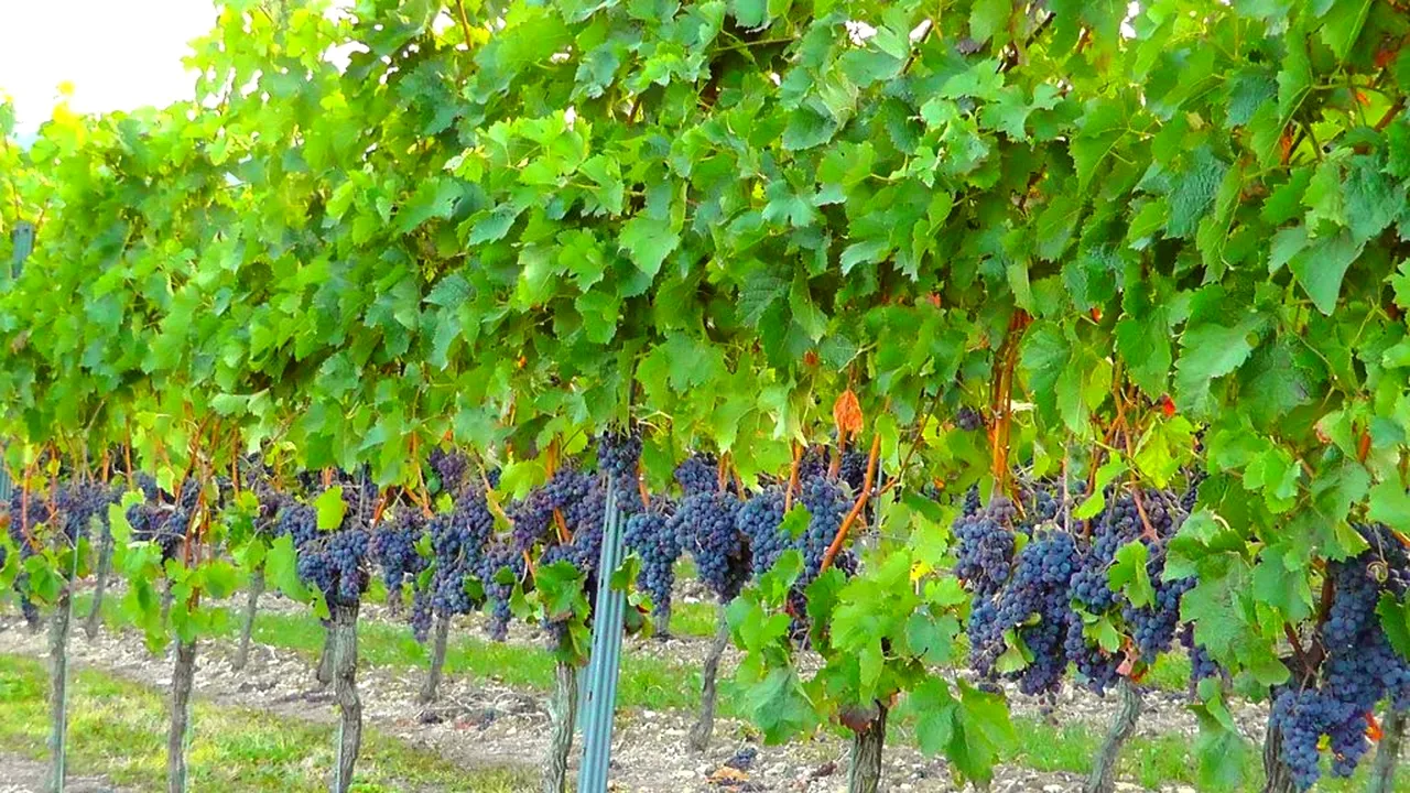 Efectele negative ale mustului. Cui îi este interzis sucul de struguri