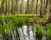 Apa din turbării, un BAROMETRU al sănătății naturii. Cum ne afectează starea acestor ecosisteme din România?