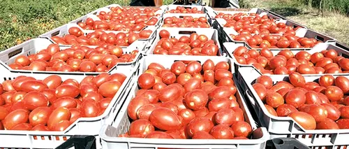 Fără ajutor de stat: Programul Tomata s-a oprit. Subvențiile nu se regăsesc în cererea de consum