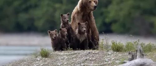 Cum au grijă ursoaicele de puii lor. GALERIE FOTO