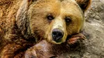 Încă un urs a fost împușcat în Poiana Brașov, după ce a încercat în mod repetat să pătrundă în anexele unui complex hotelier
