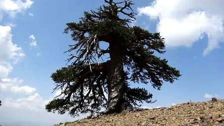 Cum arată cel mai bătrân „locuitor